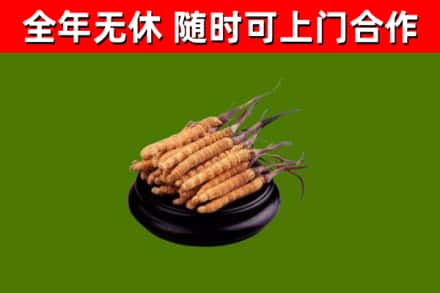 日照烟酒回收冬虫夏草.jpg