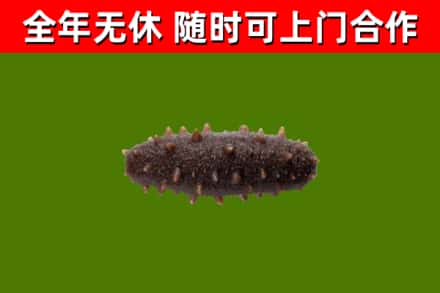 日照烟酒回收干海参.jpg
